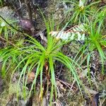 Dracophyllum secundum Yaprak