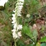 Spiranthes spiralisFlower