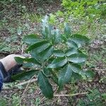 Talisia esculenta 葉