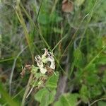 Teucrium scorodoniaFlower