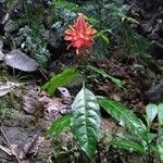 Aphelandra aurantiaca Yaprak