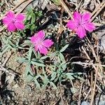 Dianthus graniticus Costuma