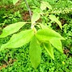 Clethra alnifolia पत्ता