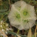 Lomelosia stellata Mbuma