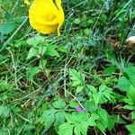 Papaver cambricum Habitat