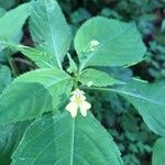 Impatiens parvifloraFlower