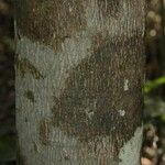 Caraipa densifolia 樹皮