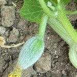 Cucumis melo Φρούτο