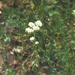 Phacelia brachyloba Συνήθη χαρακτηριστικά