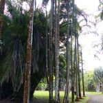 Acanthophoenix rubra Bark