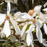 Magnolia salicifolia 花
