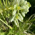 Ornithogalum donaldsoni Blüte