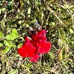Salvia microphylla Blomma