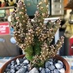 Tephrocactus verschaffeltii Lehti