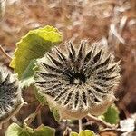 Abutilon grandiflorum 果實