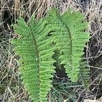 Polystichum ammifolium Frunză