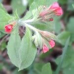 Pulmonaria rubra Flower