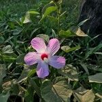 Hibiscus laevis Cvet