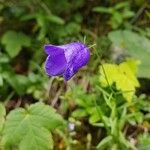 Campanula bertolae 花