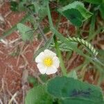 Sida cordata Floare