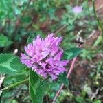 Trifolium pratenseBlomst