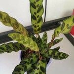 Calathea lancifolia Hoja