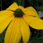 Rudbeckia nitida Virág