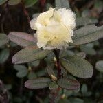 Rhododendron anthopogon Habit