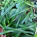 Carex montana Hostoa