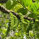 Juglans californica Fruit