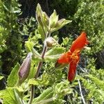 Mimulus cardinalis Hábito