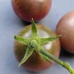 Solanum lycopersicum Fruit