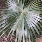 Livistona australis Likasa