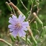 Lactuca tatarica Virág