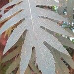 Bocconia integrifolia Leaf