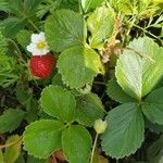 Fragaria chiloensis Fruit