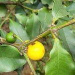 Garcinia intermedia Fruit