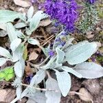 Veronica spicata Hoja