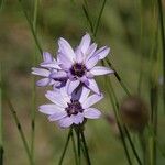 Catananche caeruleaBlomst