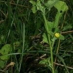 Malachra capitata Tabia
