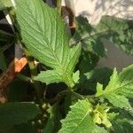 Crassocephalum crepidioides Blatt