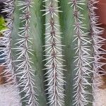 Pachycereus pringlei Leaf