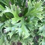 Bolbitis auriculata 葉