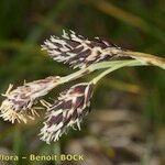 Carex atrofusca Fruit