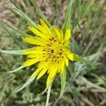 Tragopogon dubius 花