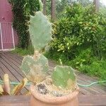 Opuntia dillenii Kora