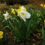 Narcissus × incomparabilis Habit