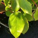 Actinidia arguta Fuelha