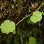 Sibthorpia europaea Leaf