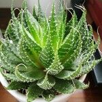 Aloe aristata Лист